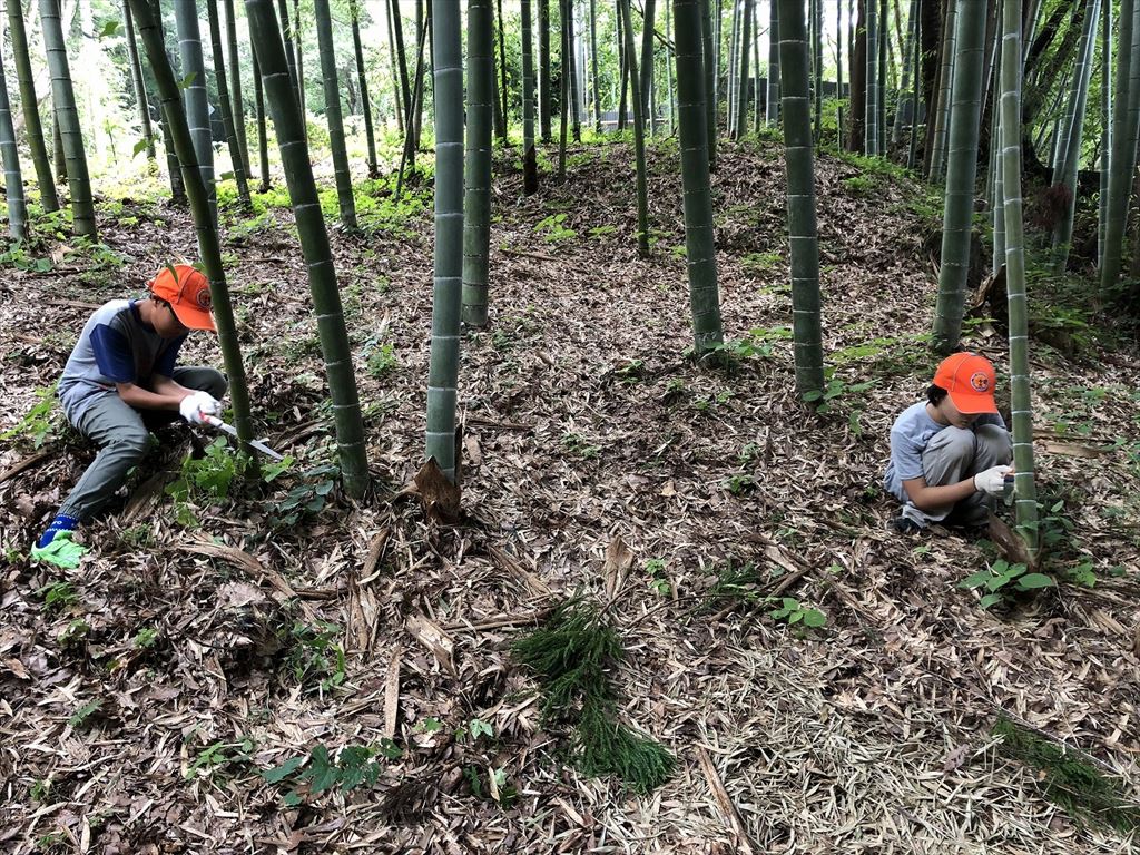 先ずは竹の伐採から 先ずは竹の伐採から